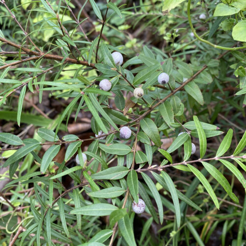 Midyim berries in Karen Sutherland's garden